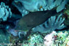 SegarA7824.jpg