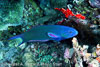 SegarA7848.jpg
