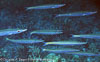 SegarA7982.jpg