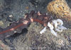 Milne Bay Papua New Guinea Invertebrates